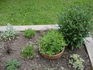 Spearmint frm W  Blog.JPG
